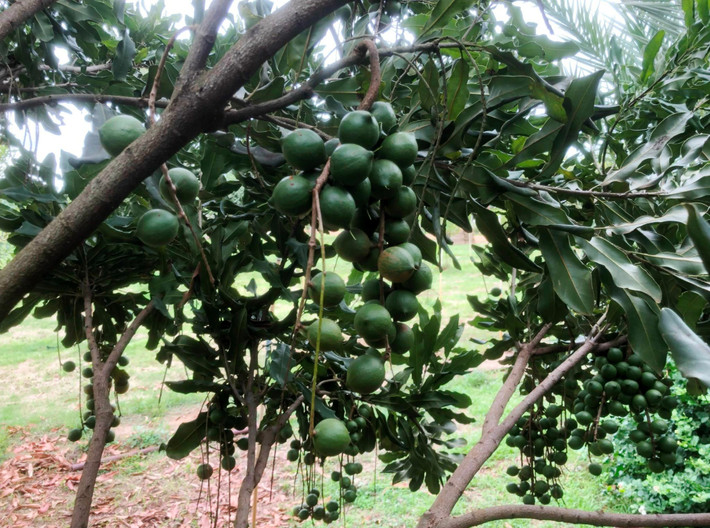 Trong thế giới các loại hạt dinh dưỡng, mắc ca từ lâu đã được xếp vào nhóm cao cấp. Trên thị trường quốc tế, giá bán lẻ phổ biến của loại hạt này dao động khoảng 25–35 USD/pound (tương đương 0,45 kg), thậm chí có thể tăng lên 60–80 USD/pound đối với sản phẩm chất lượng cao. Ảnh khuyennongvn