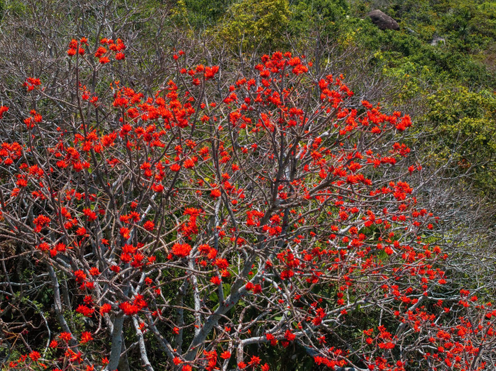 Đối với du khách đi tự túc, chi phí tham quan chủ yếu là vé cáp treo lên núi, phổ biến từ 250.000 – 400.000 đồng khứ hồi tùy tuyến. Tổng chi phí cho chuyến đi thường dao động khoảng 400.000 – 800.000 đồng/người.