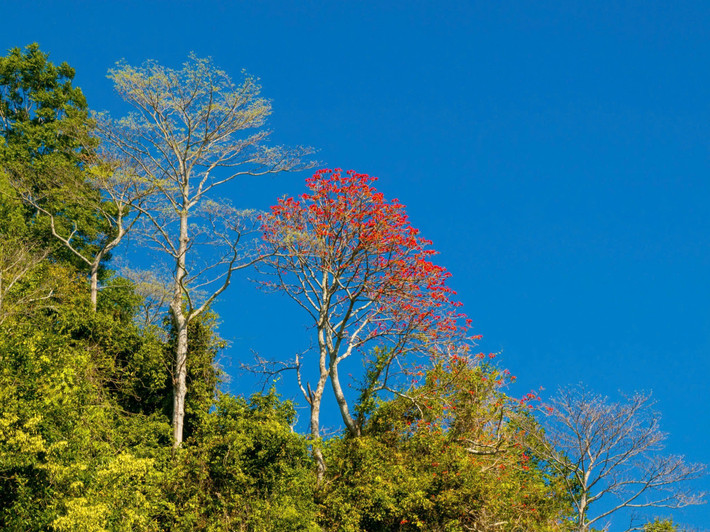 Chính sự kết hợp giữa sắc đỏ của hoa và những tầng mây trắng bồng bềnh đã khiến nơi đây trở thành địa điểm chụp ảnh được nhiều người yêu thích. Nhiều bạn trẻ cho biết chỉ cần đi cáp treo lên núi vào đúng mùa hoa, họ đã có thể ghi lại những khung hình ấn tượng giữa thiên nhiên hùng vĩ.