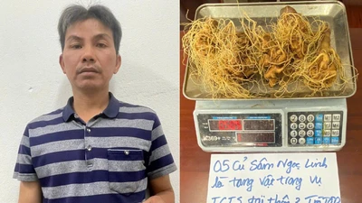 Bắt giữ đối tượng trộm cắp sâm Ngọc Linh tại xã Trà Tập
