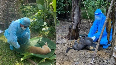 Đà Nẵng: Báo động nguy cơ bùng phát dịch dại sau loạt vụ người bị chó cắn