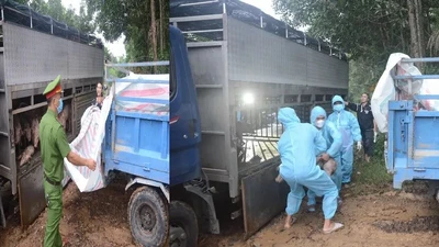 Đà Nẵng: Xử lý vụ vận chuyển heo vào vùng có dịch tả heo châu Phi