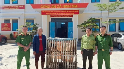 Lâm Đồng: Bàn giao, thả khỉ quý hiếm do người dân giao nộp