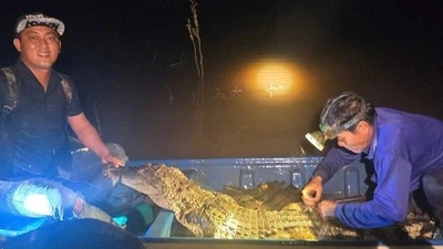 Tây Ninh: Người dân giao nộp cá sấu dài gần 2m, nặng 37kg cho biên phòng