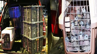 TP HCM: Phát hiện hàng trăm chim cu ngói không rõ nguồn gốc