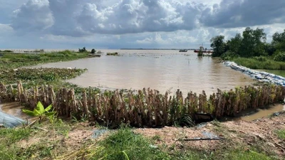 Vĩnh Long khẩn trương triển khai kè mềm chống sạt lở bờ biển Long Vĩnh