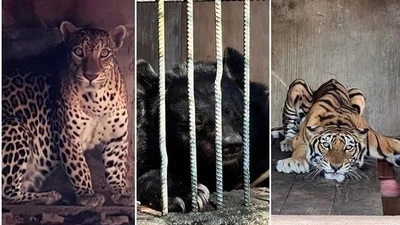 Phát hiện cơ sở nuôi nhốt nhiều động vật hoang dã quý hiếm tại TP HCM