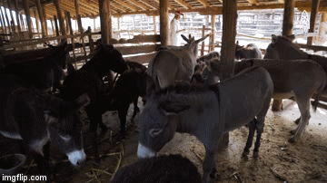 Mức giá 'siêu to, siêu khổng lồ' cho món phô mai đắt nhất thế giới - Hình 4 Muc gia 'sieu to, sieu khong lo' cho mon pho mai dat nhat the gioi-Hinh-4