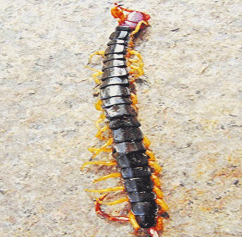 Rết khổng lồ cũng từng là thú nuôi của giới trẻ Trung Quốc. Ảnh: Bandao.