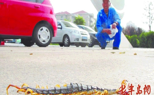 Trung bình một con rết có giá từ 100 đến 300 tệ (khoảng 300.000 đến 900.000 đồng). Ảnh: Bandao.