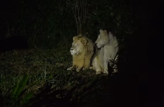 Kham pha 'cham den hoang da' tai Vinpearl Safari Phu Quoc-Hinh-5