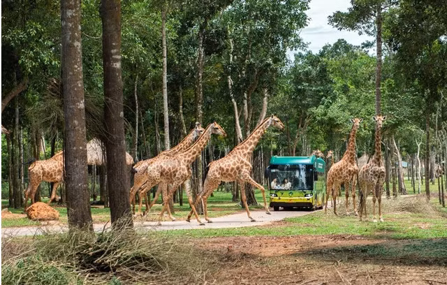 Kham pha 'cham den hoang da' tai Vinpearl Safari Phu Quoc