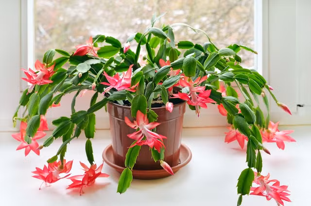 Tien li xi nen mua gi de duoc may man ca nam?-Hinh-7