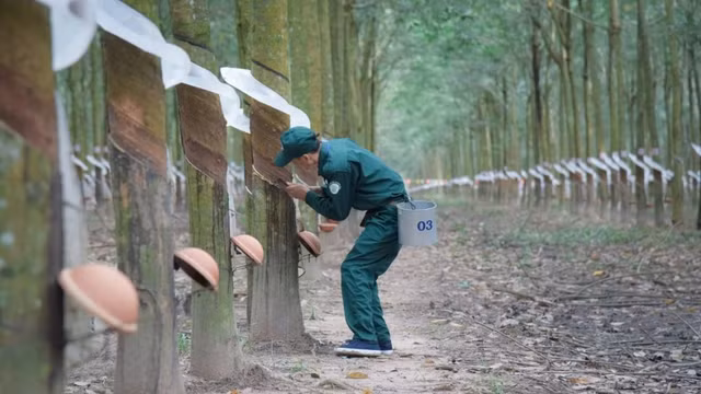 Cao su Tay Ninh bao lai cao nhat 10 nam