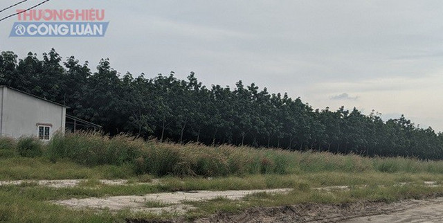 Dia oc Duc Anh ve du an 'ma' o Binh Phuoc cau khach vi pham phap luat?-Hinh-2