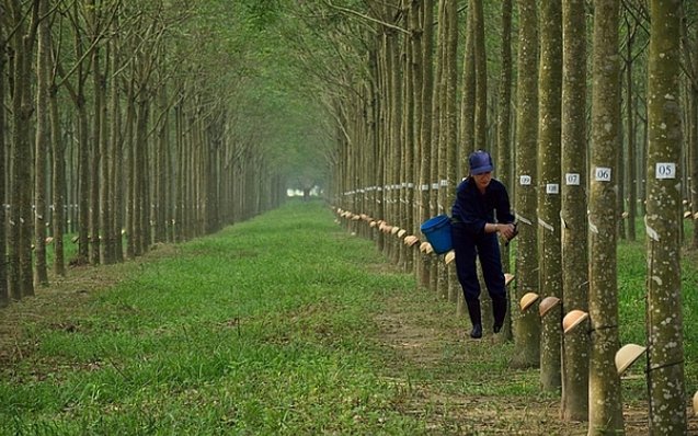 2 nhóm cổ đông Cao su Thống Nhất bất đồng việc thoái vốn Baria Serece 2 nhom co dong Cao su Thong Nhat bat dong viec thoai von Baria Serece