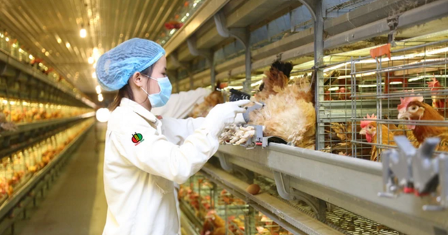 DBC giúp quỹ Phần Lan 'thắng' VN-Index nhưng vẫn bị chốt lời DBC giup quy Phan Lan 'thang' VN-Index nhung van bi chot loi