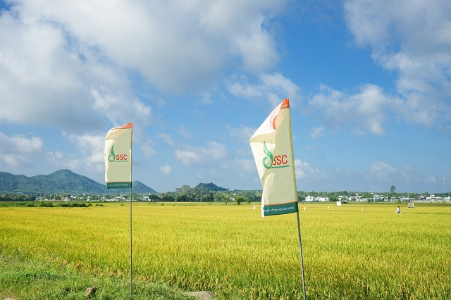 Giống cây trồng Miền Nam bị phạt và truy thu thuế hơn 255 triệu đồng Giong cay trong Mien Nam bi phat va truy thu thue hon 255 trieu dong