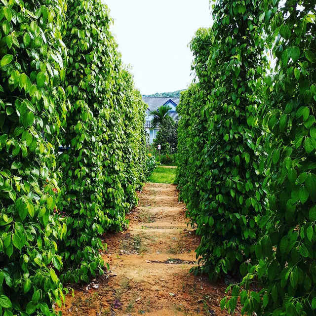 Gia ca phe giam nhe phien dau tuan