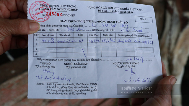 Gần 70 con bò sữa chết bất thường sau khi tiêm vắc-xin ở Lâm Đồng - Hình 4 Gan 70 con bo sua chet bat thuong sau khi tiem vac-xin o Lam Dong-Hinh-4