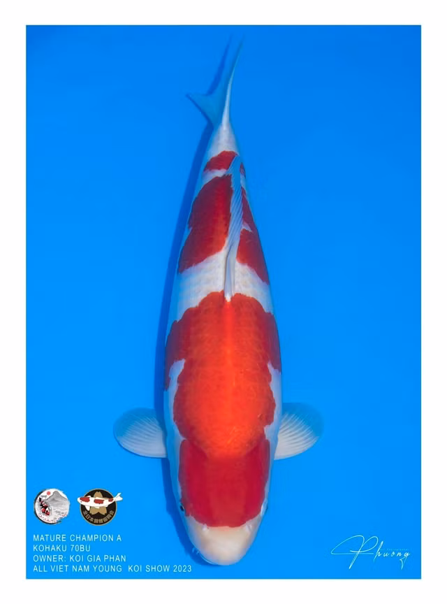 Xem 'sac dep' cua hang tram con ca KOI du thi Young KOI Show 2023-Hinh-4