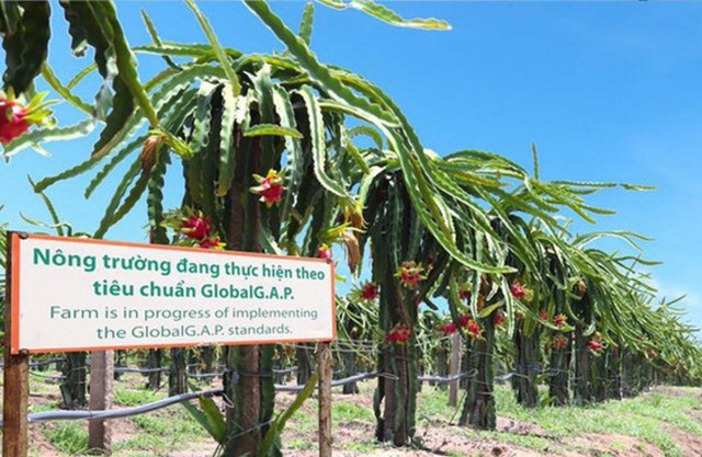 HAGL Agrico lỗ thêm 1.300 tỷ đồng năm 2024 HAGL Agrico lo them 1.300 ty dong nam 2024