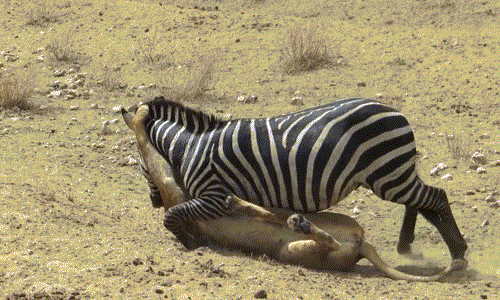 Ác liệt cảnh ngựa vằn tung vó đạp, vật ngửa sư tử hình ảnh Ac liet canh ngua van tung vo dap, vat ngua su tu hinh anh