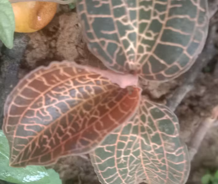 Các nghiên cứu đã chỉ ra rằng, loài lan này chứa nhiều hợp chất sinh học quý như kinsenoside, flavonoid, polysaccharide..., có khả năng hỗ trợ điều trị các bệnh tiểu đường, viêm gan, rối loạn miễn dịch và một số loại ung thư. Ảnh L.X. Đắc/trungtamnhietdoivietnga.