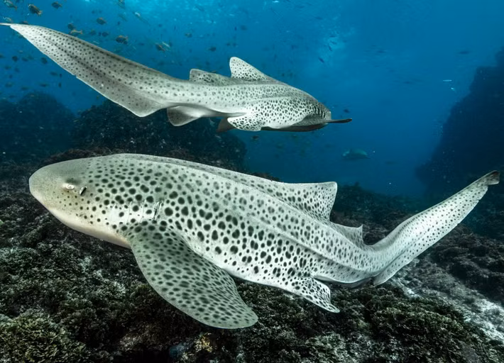 Loài cá mập báo hoa mai (Stegostoma fasciatum) thuộc bộ Cá mập thảm (Orectolobiformes). Giống các loài cá mập thuộc bộ Cá mập thảm, những cá thể cá mập báo hoa mai có đặc điểm đặc trưng là 2 vây lưng, 5 khe mang, mắt nhỏ và miệng tương đối ngắn. Ảnh: oceanographicmagazine.com.