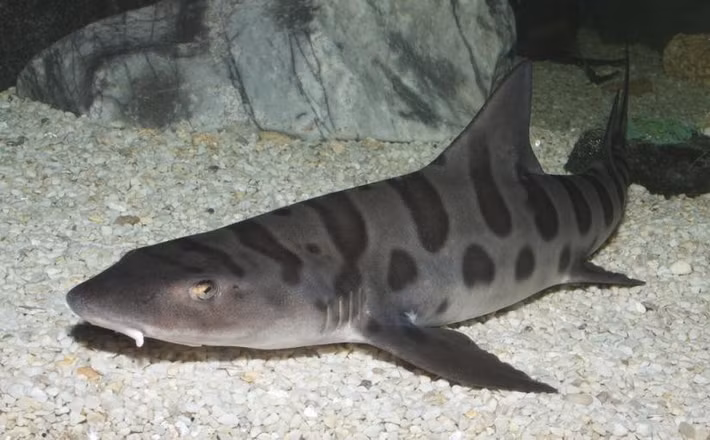 Tiến sĩ Lassauce cho biết nghiên cứu của ông là một phần của dự án toàn cầu do tổ chức ReShark điều hành, nhằm mục đích hỗ trợ phục hồi quần thể cá mập báo hoa mai ở Đông Nam Á - nơi loài này đang bên bờ vực tuyệt chủng. Ảnh: Brian Gratwicke/flickr.
