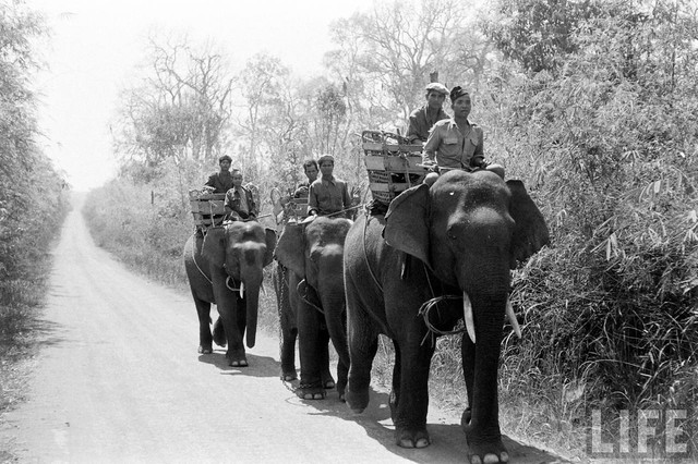 Ấn tượng đàn voi hoành tráng ở Buôn Mê Thuột năm 1957 An tuong dan voi hoanh trang o Buon Me Thuot nam 1957