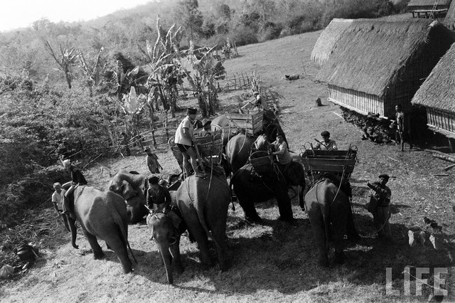 Ấn tượng đàn voi hoành tráng ở Buôn Mê Thuột năm 1957 - Hình 9 An tuong dan voi hoanh trang o Buon Me Thuot nam 1957-Hinh-9