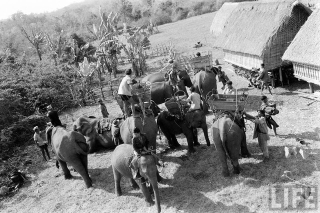 Ấn tượng đàn voi hoành tráng ở Buôn Mê Thuột năm 1957 - Hình 8 An tuong dan voi hoanh trang o Buon Me Thuot nam 1957-Hinh-8