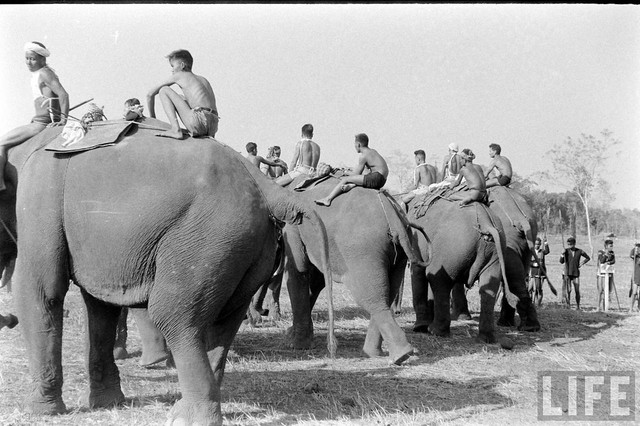 Ấn tượng đàn voi hoành tráng ở Buôn Mê Thuột năm 1957 - Hình 3 An tuong dan voi hoanh trang o Buon Me Thuot nam 1957-Hinh-3