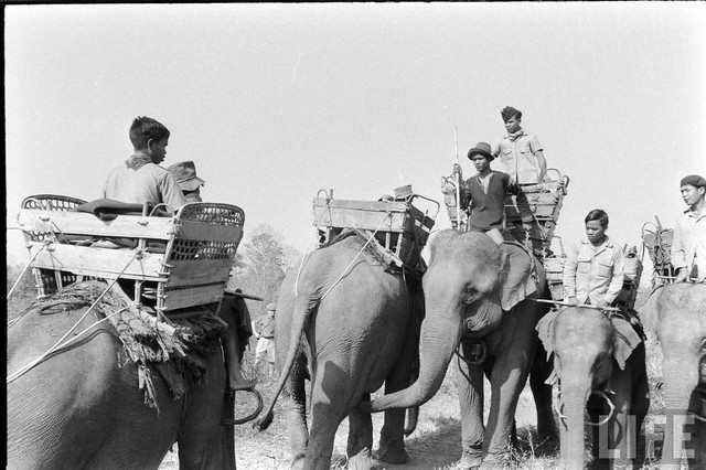 Ấn tượng đàn voi hoành tráng ở Buôn Mê Thuột năm 1957 - Hình 4 An tuong dan voi hoanh trang o Buon Me Thuot nam 1957-Hinh-4