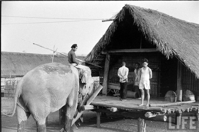 Ấn tượng đàn voi hoành tráng ở Buôn Mê Thuột năm 1957 - Hình 5 An tuong dan voi hoanh trang o Buon Me Thuot nam 1957-Hinh-5