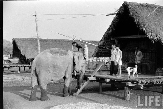 Ấn tượng đàn voi hoành tráng ở Buôn Mê Thuột năm 1957 - Hình 6 An tuong dan voi hoanh trang o Buon Me Thuot nam 1957-Hinh-6