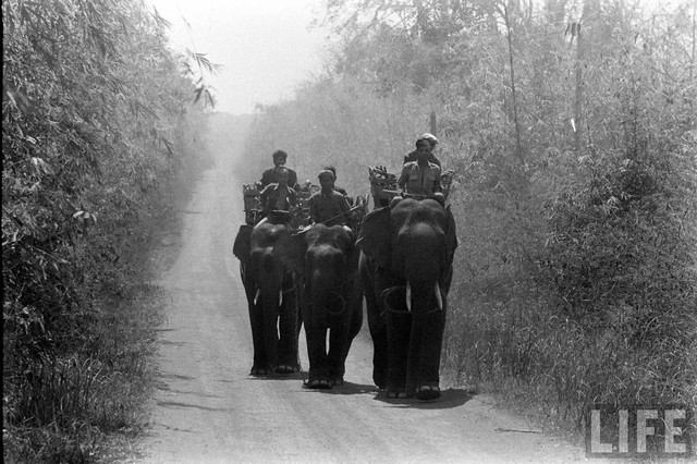 Ấn tượng đàn voi hoành tráng ở Buôn Mê Thuột năm 1957 - Hình 2 An tuong dan voi hoanh trang o Buon Me Thuot nam 1957-Hinh-2