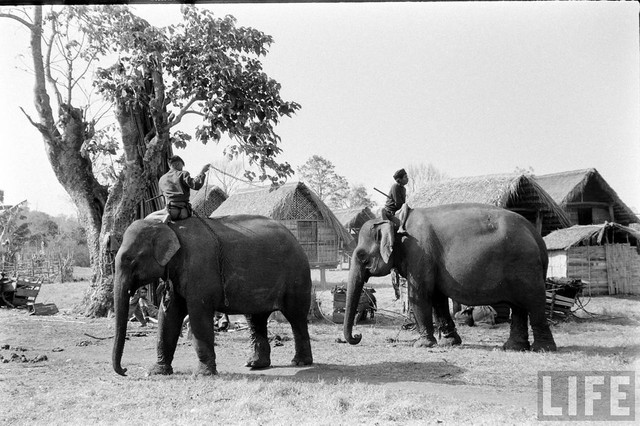 Ấn tượng đàn voi hoành tráng ở Buôn Mê Thuột năm 1957 - Hình 7 An tuong dan voi hoanh trang o Buon Me Thuot nam 1957-Hinh-7
