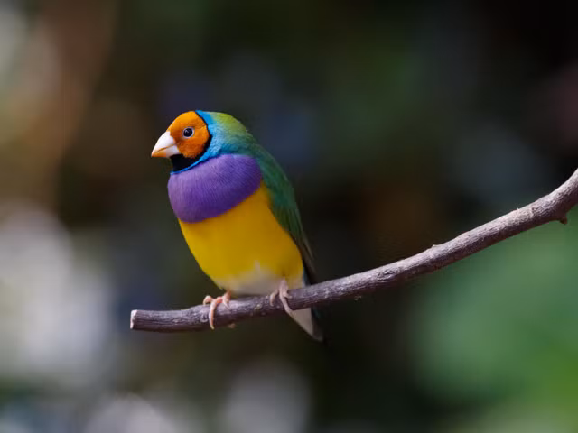 Chim di ngu sac dang co nguy co tuyet chung-Hinh-8