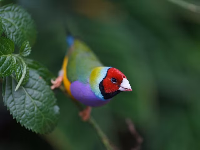 Chim di ngu sac dang co nguy co tuyet chung-Hinh-3