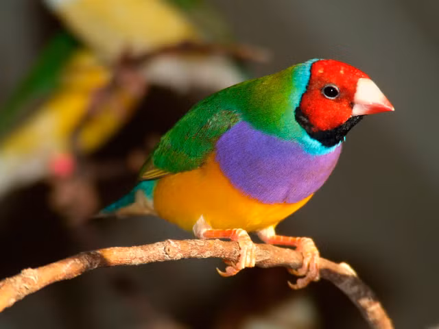 Chim di ngu sac dang co nguy co tuyet chung-Hinh-4