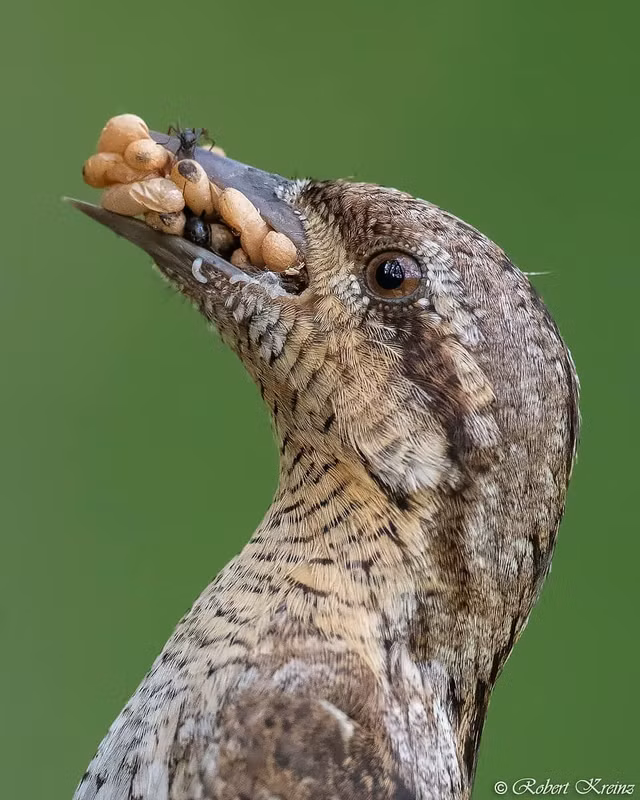 Dieu dac biet thu vi ve loai chim veo co cua Viet Nam-Hinh-13