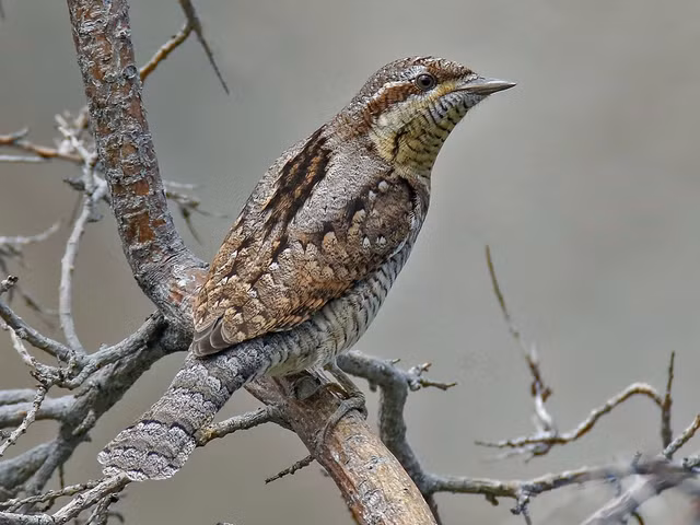 Dieu dac biet thu vi ve loai chim veo co cua Viet Nam-Hinh-11