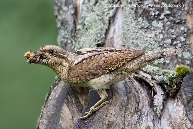 Dieu dac biet thu vi ve loai chim veo co cua Viet Nam-Hinh-3