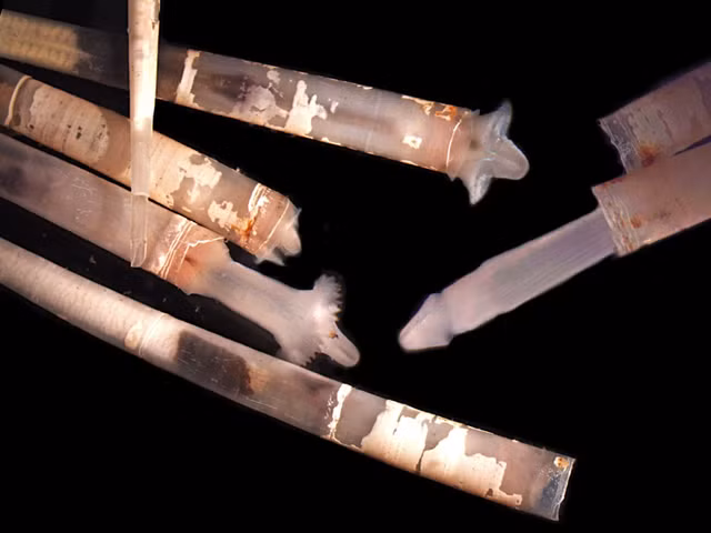 Cuc la: Con chan xeng nga voi it nguoi biet-Hinh-5