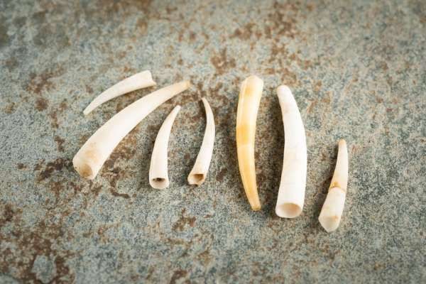 Cực lạ: Con chân xẻng ngà voi ít người biết Cuc la: Con chan xeng nga voi it nguoi biet