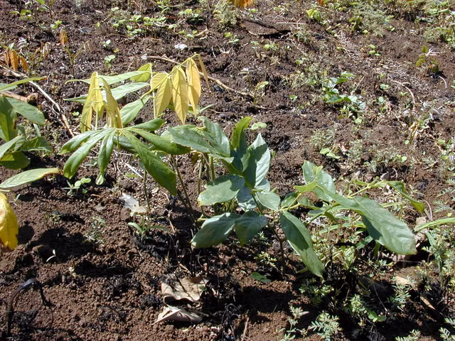 Cay thuoc ca kich doc moc khap noi nhung van co nhung cong dung khac-Hinh-7