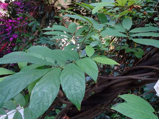 Cay thuoc ca kich doc moc khap noi nhung van co nhung cong dung khac