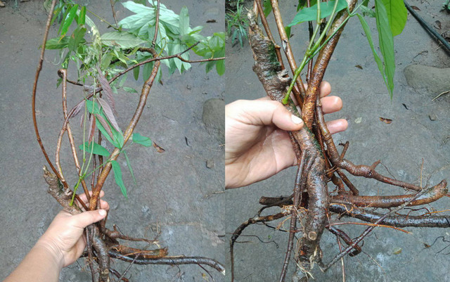 Cây thuốc cá kịch độc mọc khắp nơi nhưng vẫn có những công dụng khác - Hình 2 Cay thuoc ca kich doc moc khap noi nhung van co nhung cong dung khac-Hinh-2